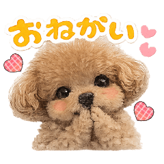 yuari_20260210165136