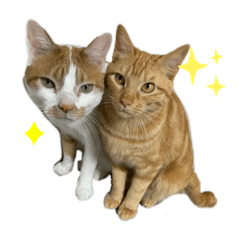 catcafem4_20260210174118