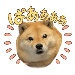 koko_20260210211546