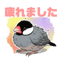 Mareator_20260211001234