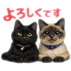 konyu_20260211000515