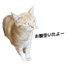 nekosan dai 20260211