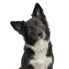 Meeko是一隻汪汪