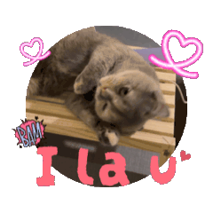 枕邊貓（家中小奶貓系列）