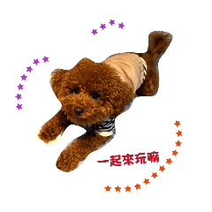 傲嬌紅貴賓 Q比