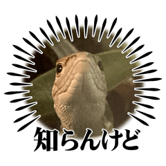 kanahebi_20260210192228