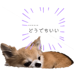 chiii_20260211093740