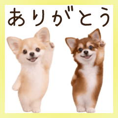 ほんわかチワワ♡一年中使えるスタンプ