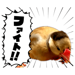 Shumonaka_20260210165533