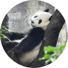 Family Panda Big Text Safety Stickers