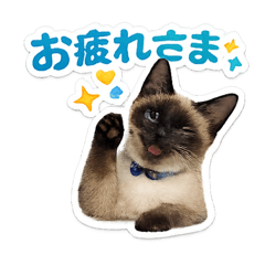 konyu_20260210204746