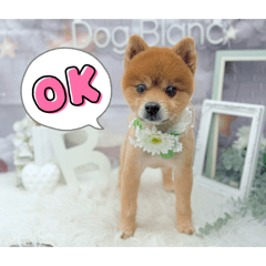 Kyoko_20260211110712