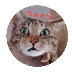 PONETSU_20260211110817