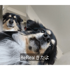 Subaru dog Products_20260210115419