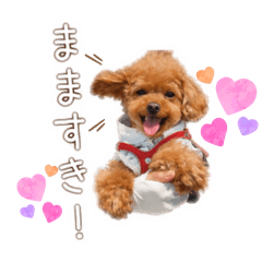 momo_20260210222424