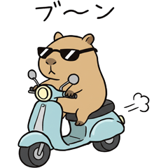 Kapikapi's Vehicle Life