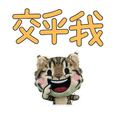 อเมริกันบ็อบเทล ไต้หวัน 33