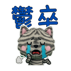 อเมริกันชอร์ตแฮร์ ไต้หวัน 33