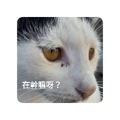 可愛貓咪很喜歡你!
