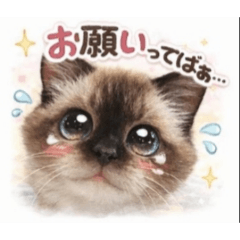 karashi_20260210234440