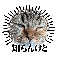 K_20260210235343