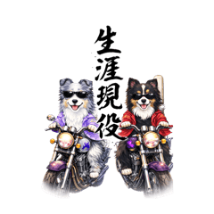 bellmam_20260211022933