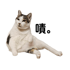 喵？？？？不是吧？3.1