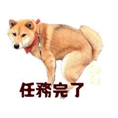 Suzu_20260208162701