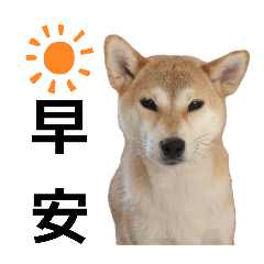 肉松女士 開始亂