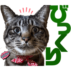 Tamachan_20260208151023