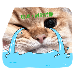 貓貓的小回應