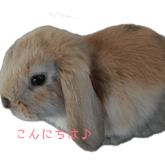 aminchi_20260210213116