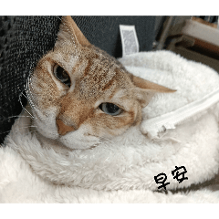 弟弟豬咪專屬貼圖