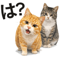 Tora and Saba Nyanz Daily Cats