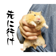 Golden Hamster Mugi + Pearl White Fuku