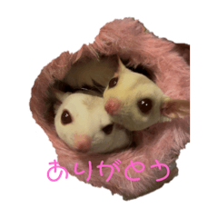 momonga_20260210215422