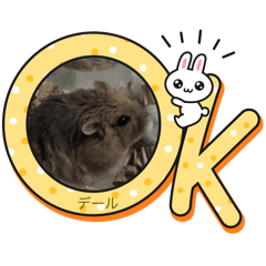 zoraru_20260211002315