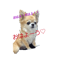 chiii_20260211003532