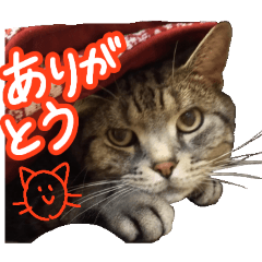 michiruchan_20260211004126