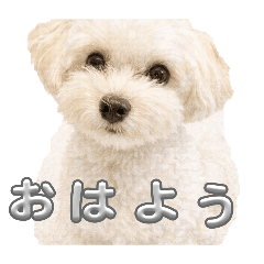 emiko_20260208192155