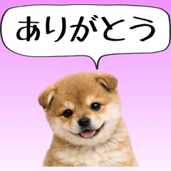 豆柴の赤ちゃん＠気持ちを伝えるスタンプ