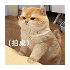 婉兔阿咪花花小乖可樂機暴