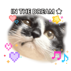 comuichi_20260210152840