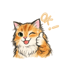 Chinchilla persian cat