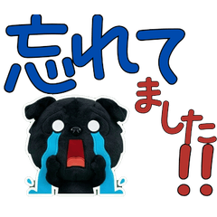 Polite Black Pug  11