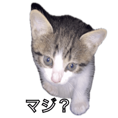 Cute Cats in Japan 666