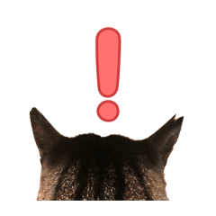 yamami_20260211012531