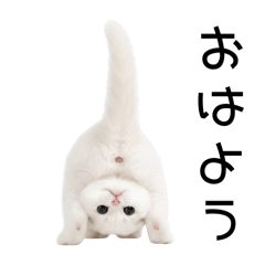 Weird but Adorable Cat