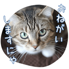 Cat's Daily Life ^..^