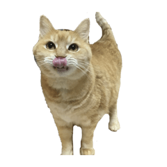 yayasu_20260211030111